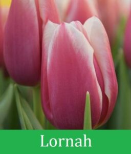 Тюльпан Lornah